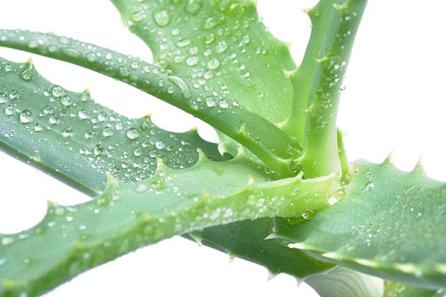 Aloe Arborescens: la pianta del benessere