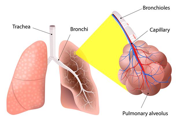 Broncocostrizione nelle crisi asmatiche