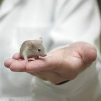 Le Alternative alla Sperimentazione Animale