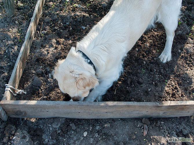 Come insegnare al cane a non scavare buche in giardino