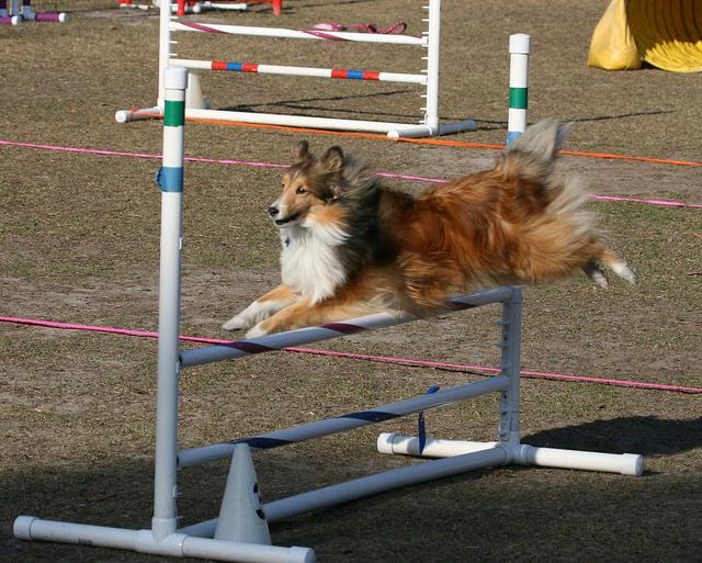 Agility dog, sport cinofilo