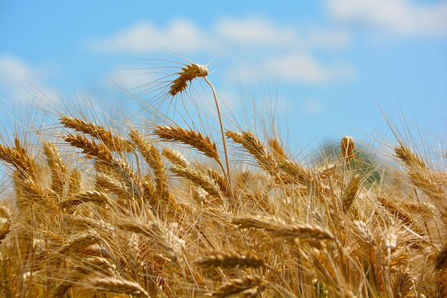 Allergia al grano: sintomi, diagnosi e dieta consigliata