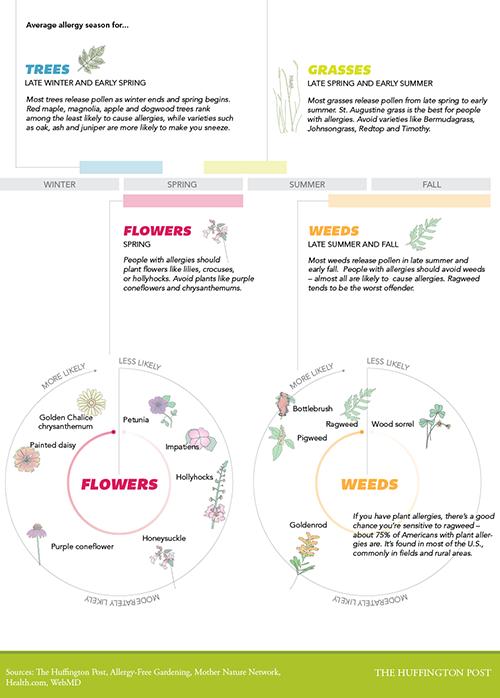 Tutte le piante che provocano le allergie stagionali