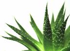 Aloe, pianta dalle mille virtù per la salute e il benessere