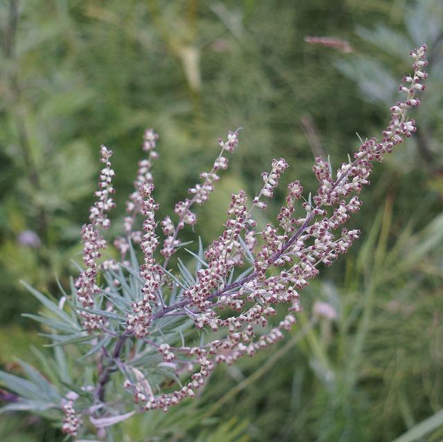 Artemisia e allergia: come riconoscerla ed evitarla
