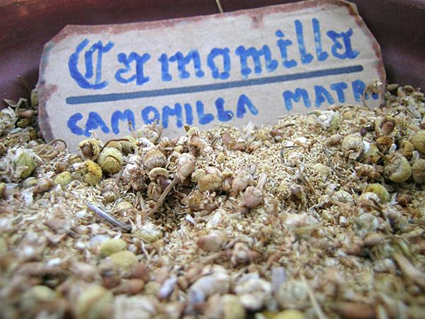 Camomilla, pianta dalle mille proprietà benefiche