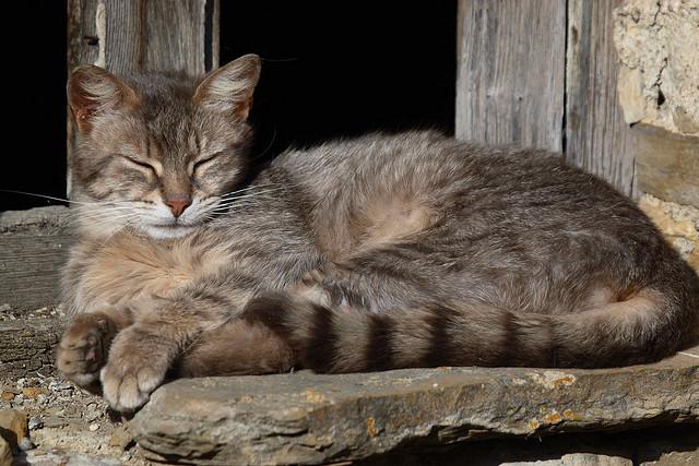 Perché i gatti domestici dormono molto?
