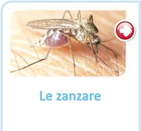 Le zanzare: le specie più comuni