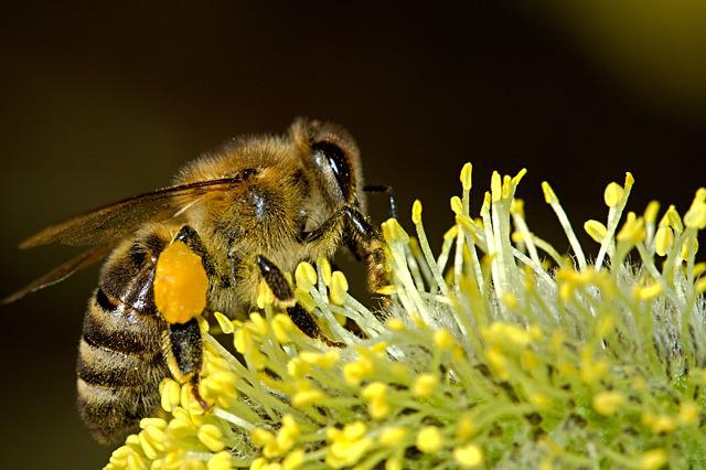 Allergia al veleno degli insetti: ecco come si manifesta