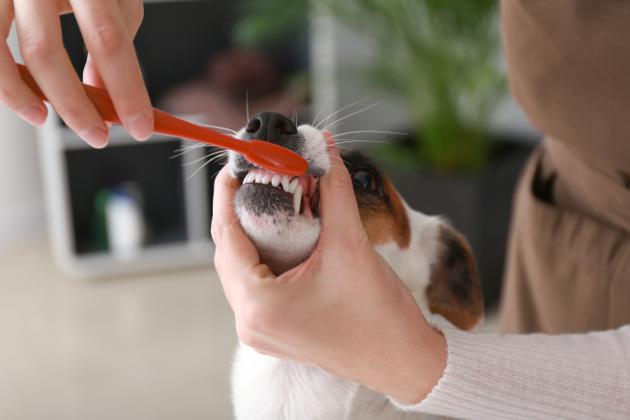 La pulizia dei denti del cane