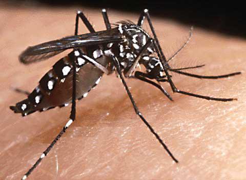 Zanzare: i pericoli per la salute